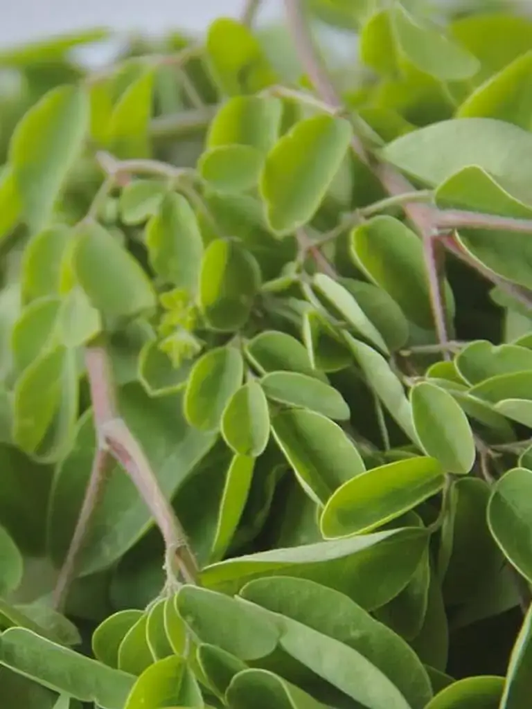 Fresh-moringa-leaves