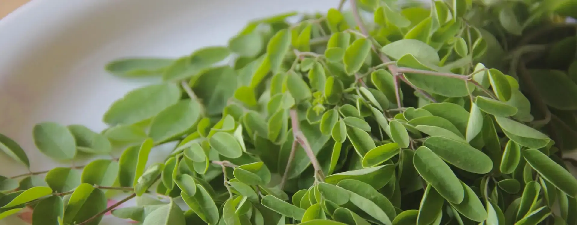 Green-moringa-leaves