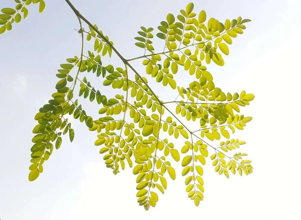 Leaves-of-moringa-tree