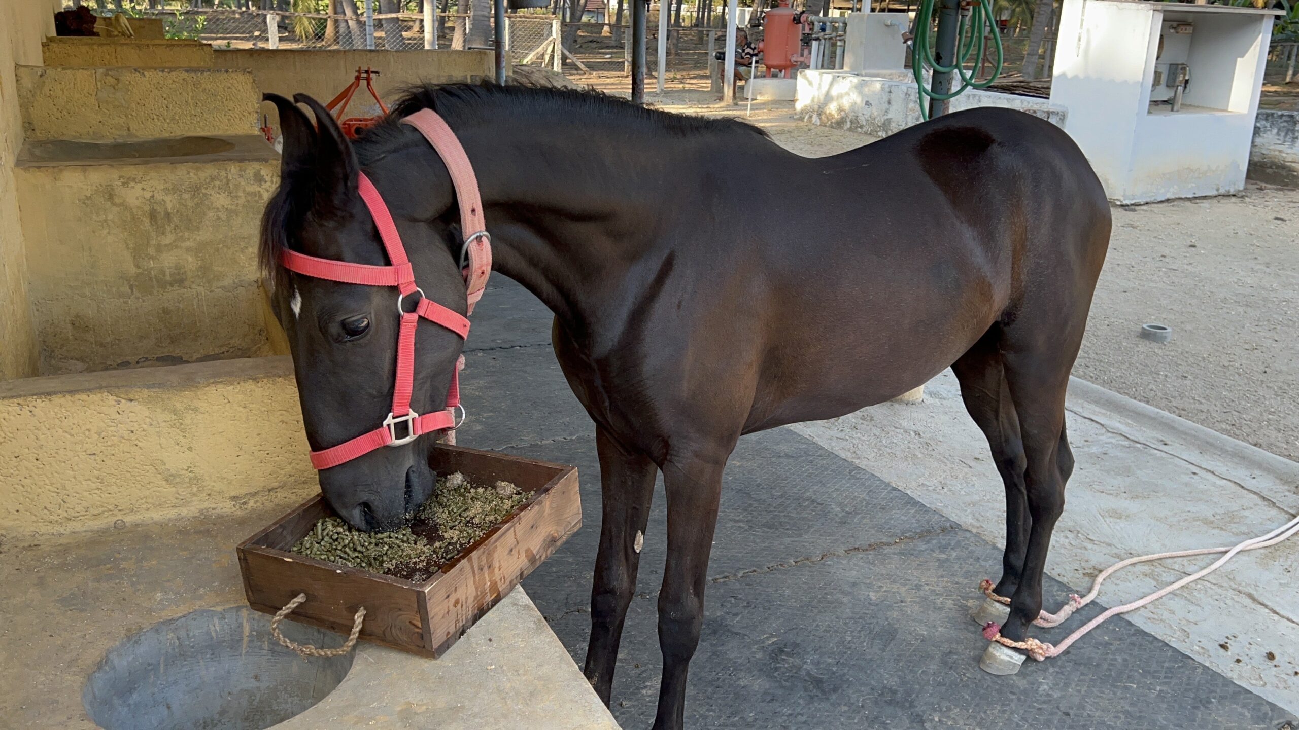 Moringa pellets for horse