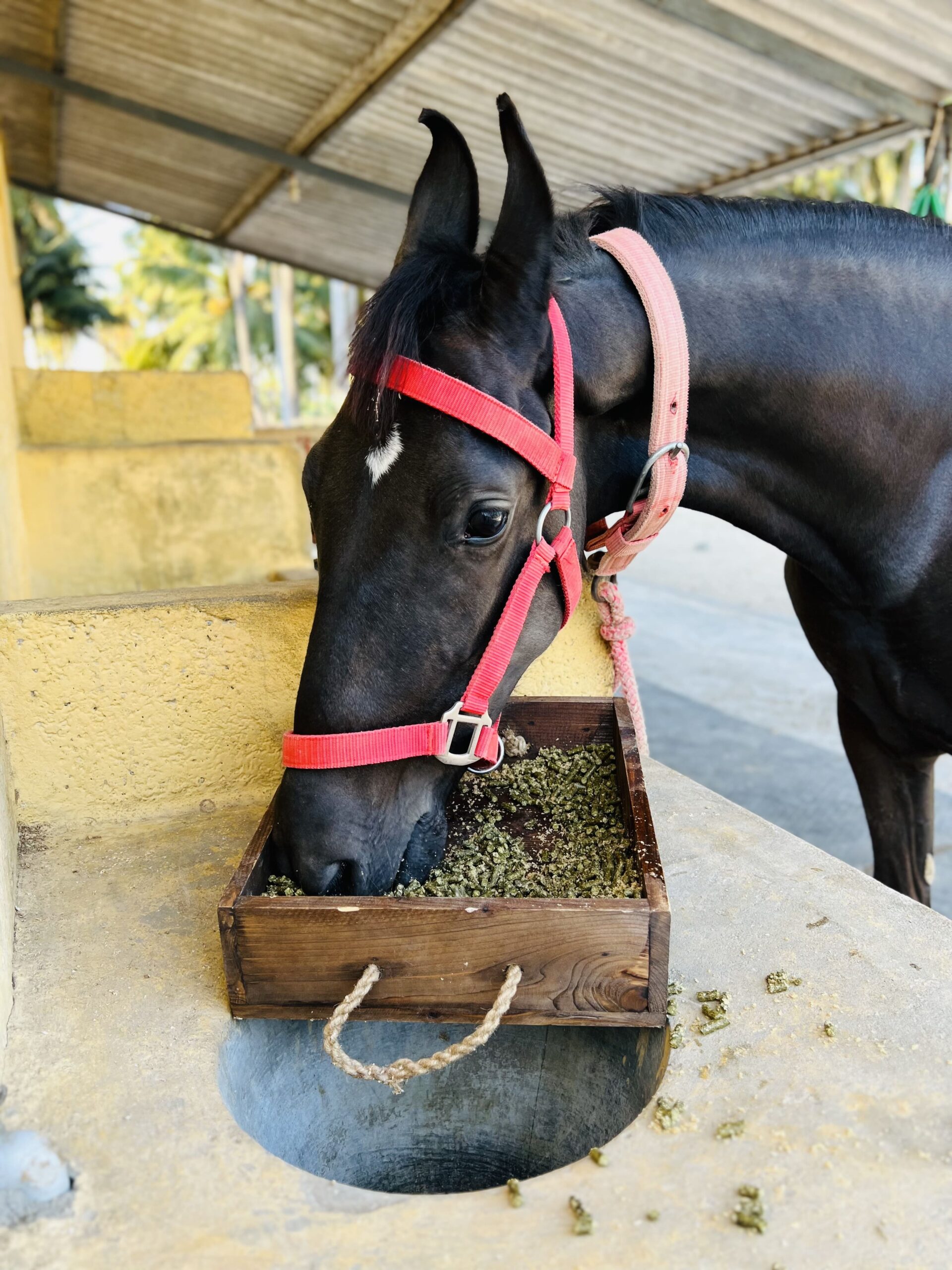 Moringa pellets for horse